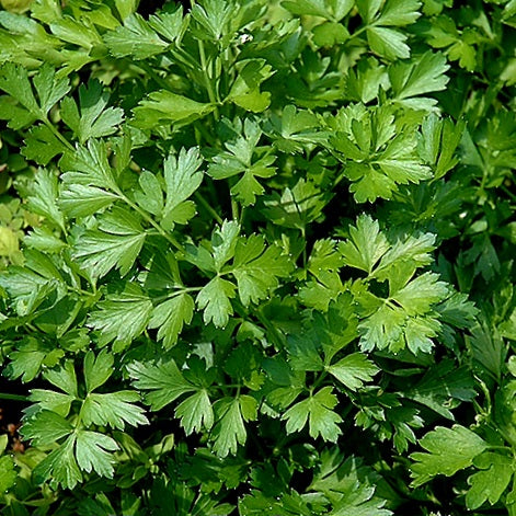 Parsley - Giant of Italy