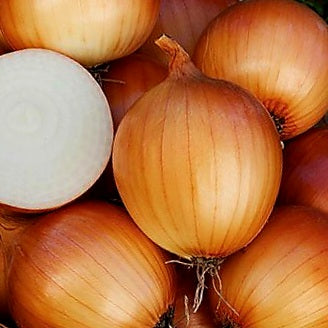 Onions - New York Early