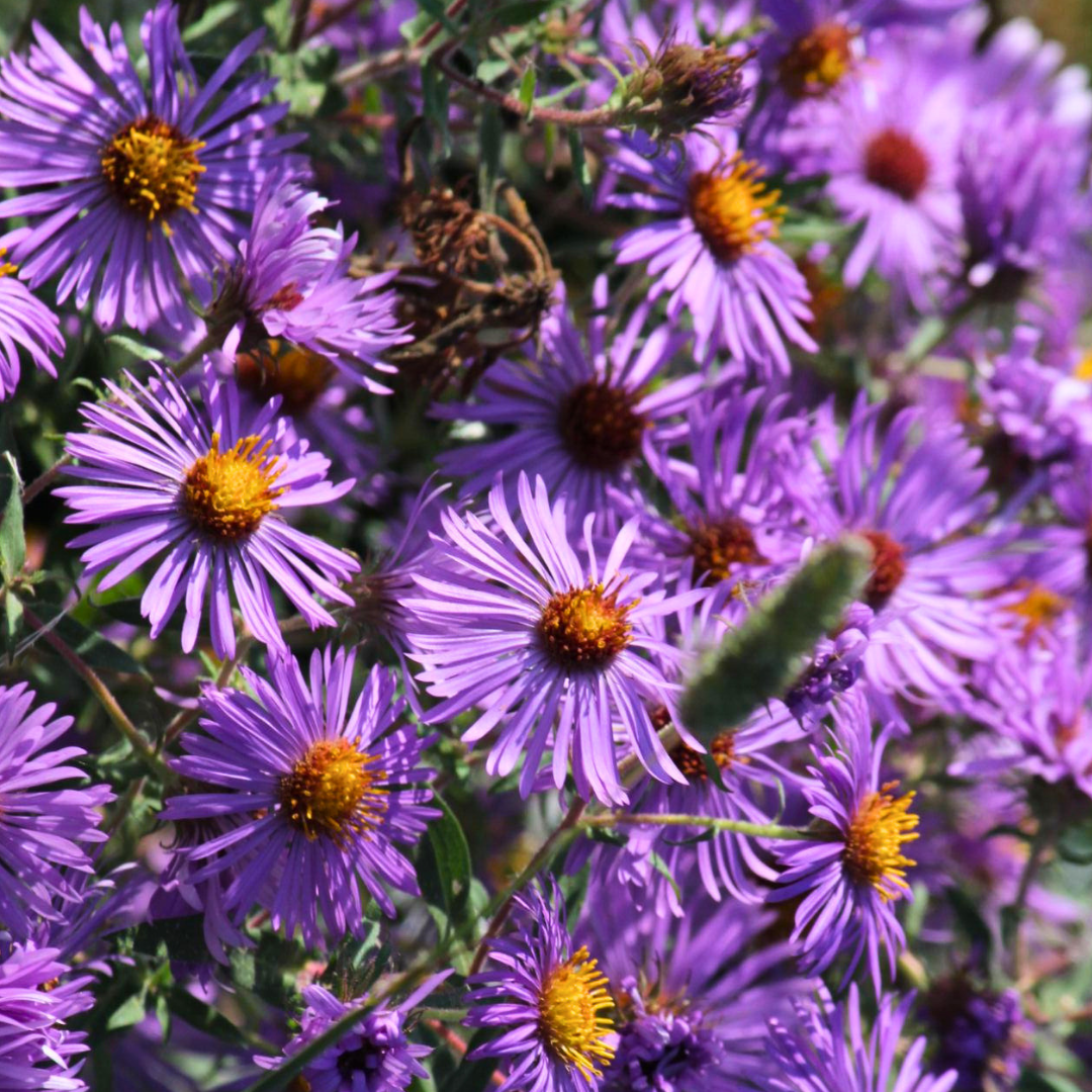 New England Aster