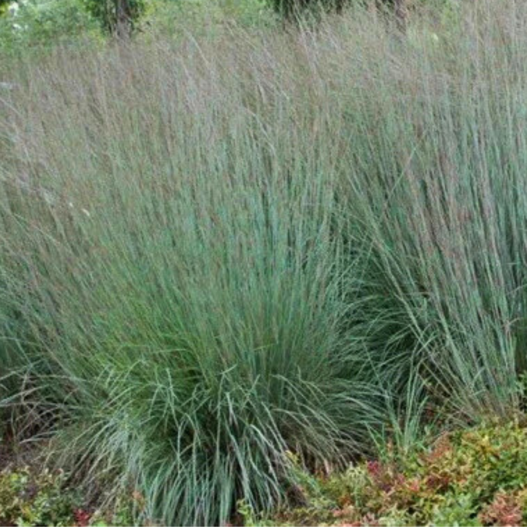 Little Bluestem