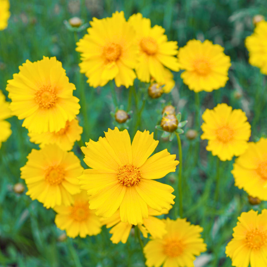Lanceleaf Coreopsis