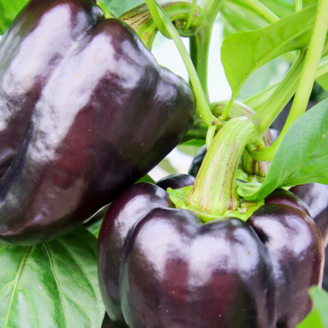 Bell Pepper - Purple Beauty