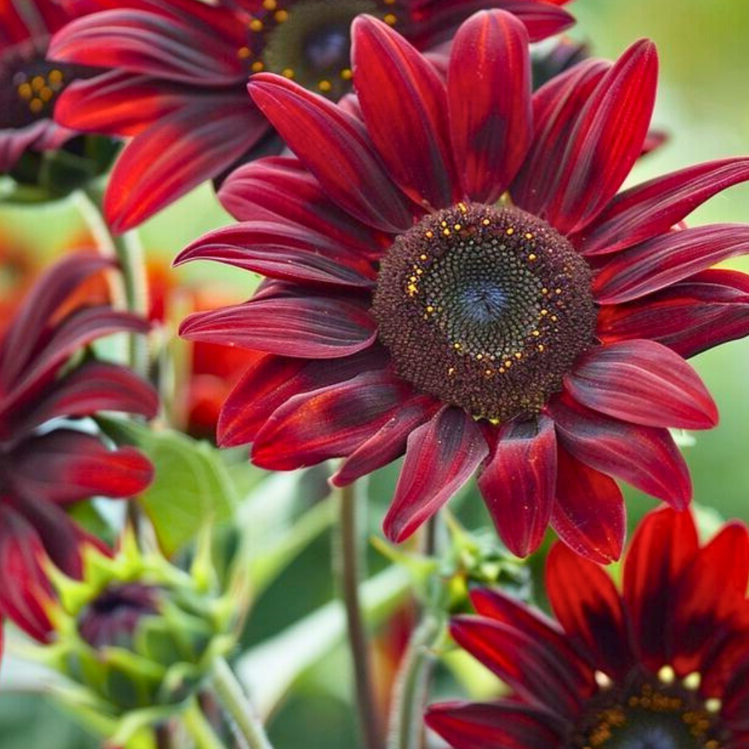 Sunflower - Chocolate Cherry