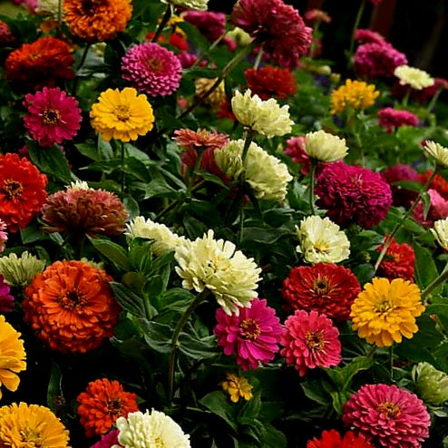 Zinnia - County Fair Blend