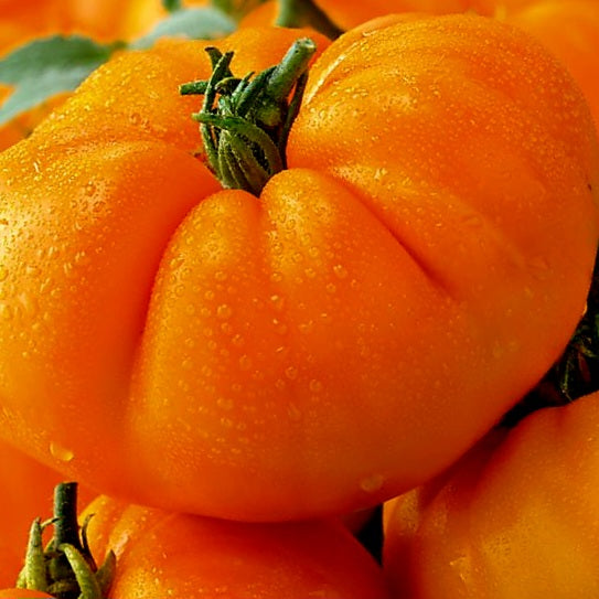 Tomato - Amana Orange