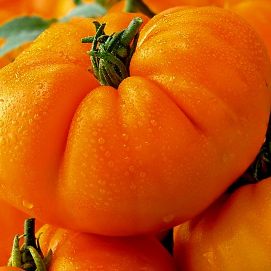 Tomato - Amana Orange