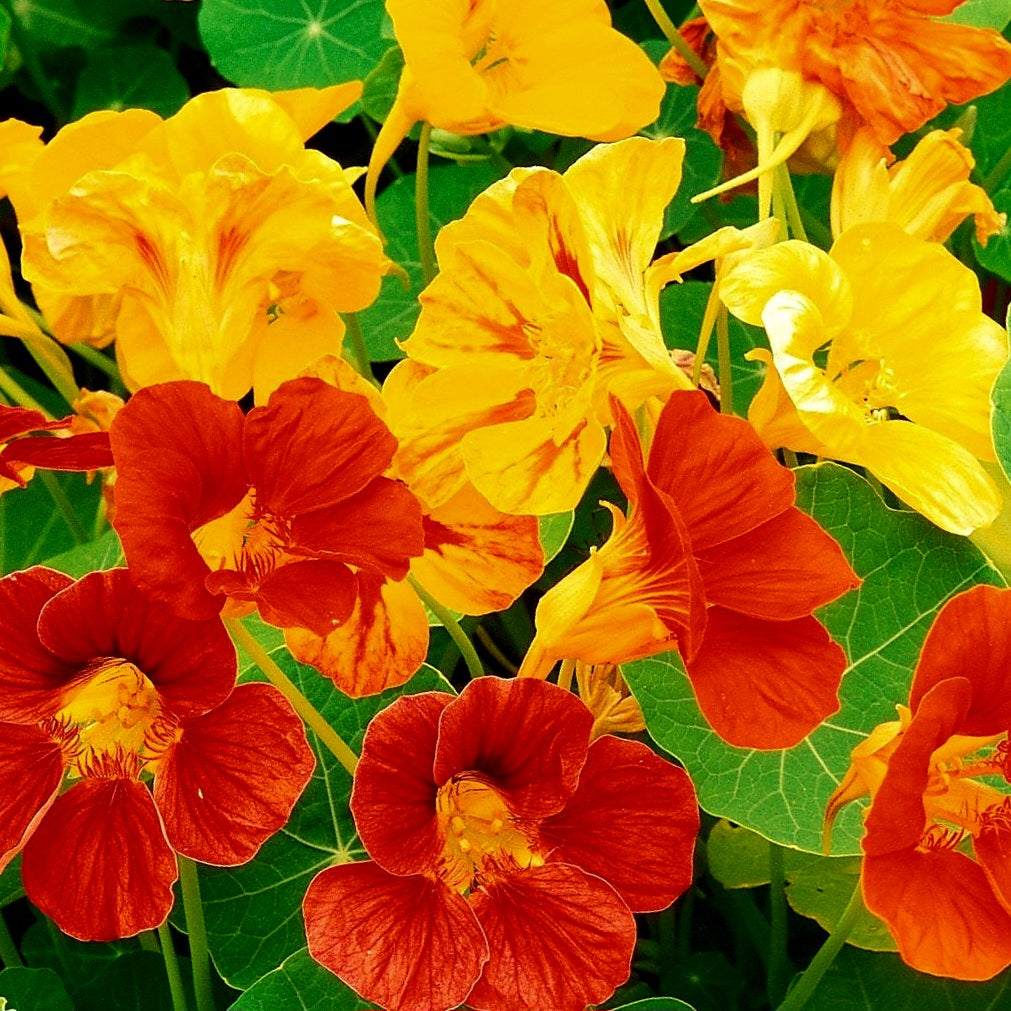 Nasturtium - Jewel Mix