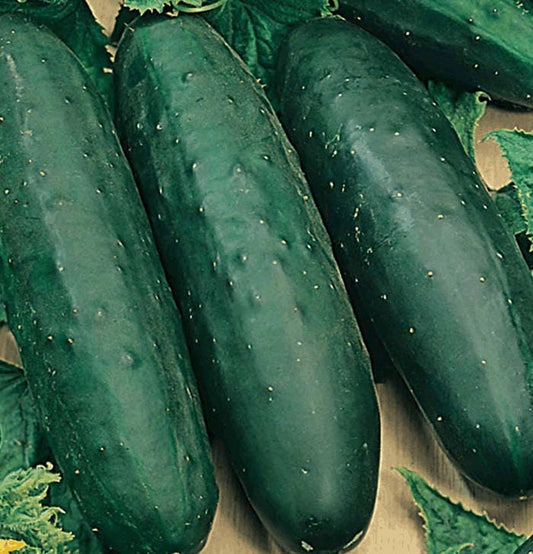 Cucumber - Marketmore