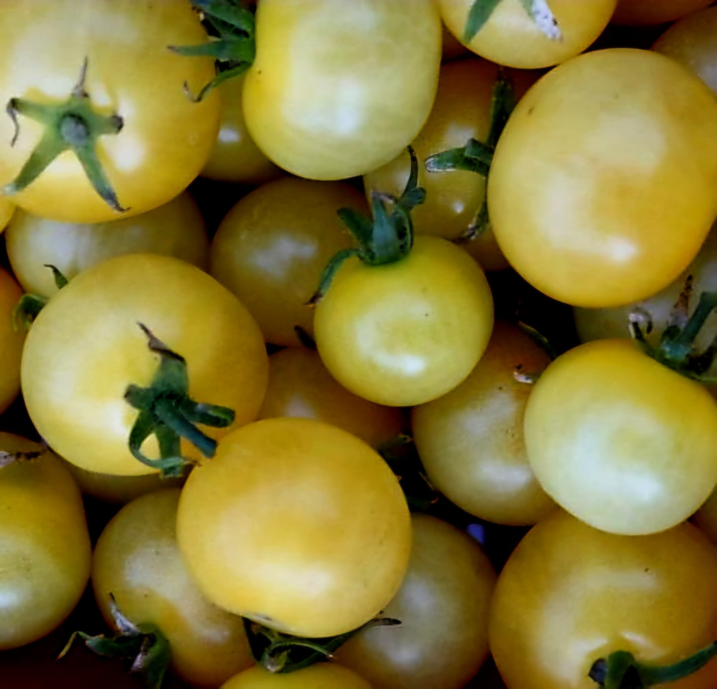 Tomato - White Cherry