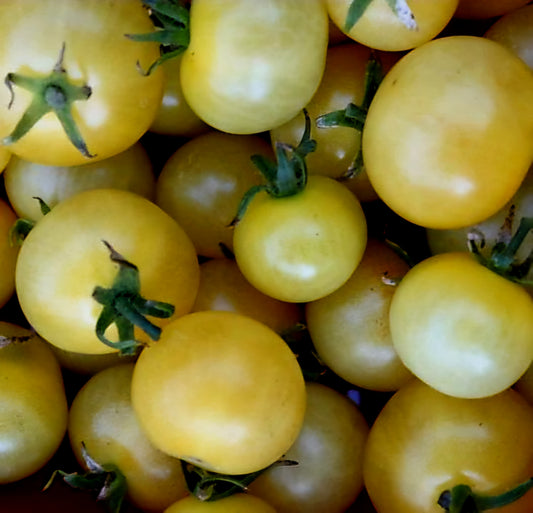 Tomato - White Cherry