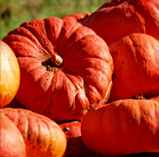 Pumpkin - Rouge Vif D'Etampes