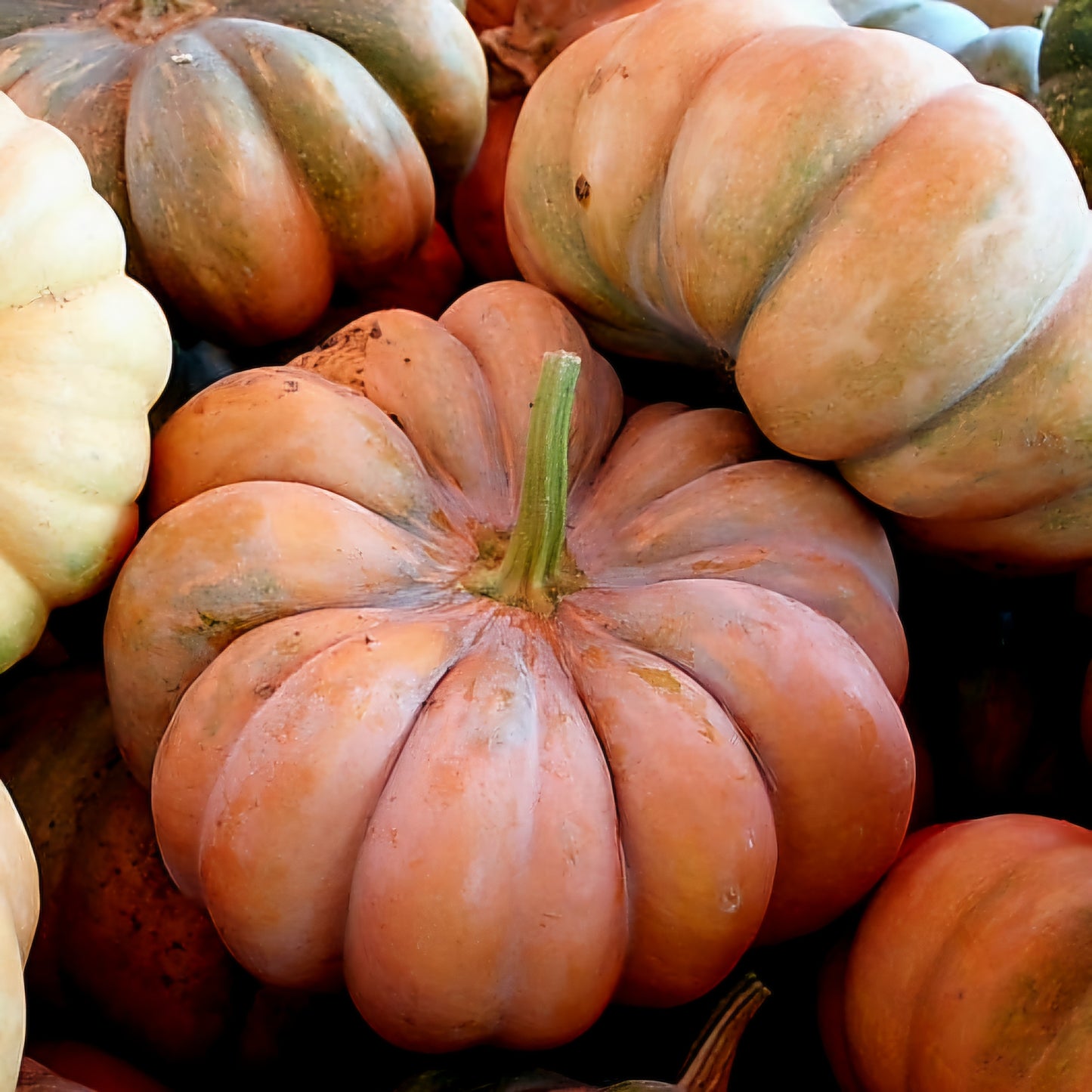 Pumpkin - Musquee de Provence