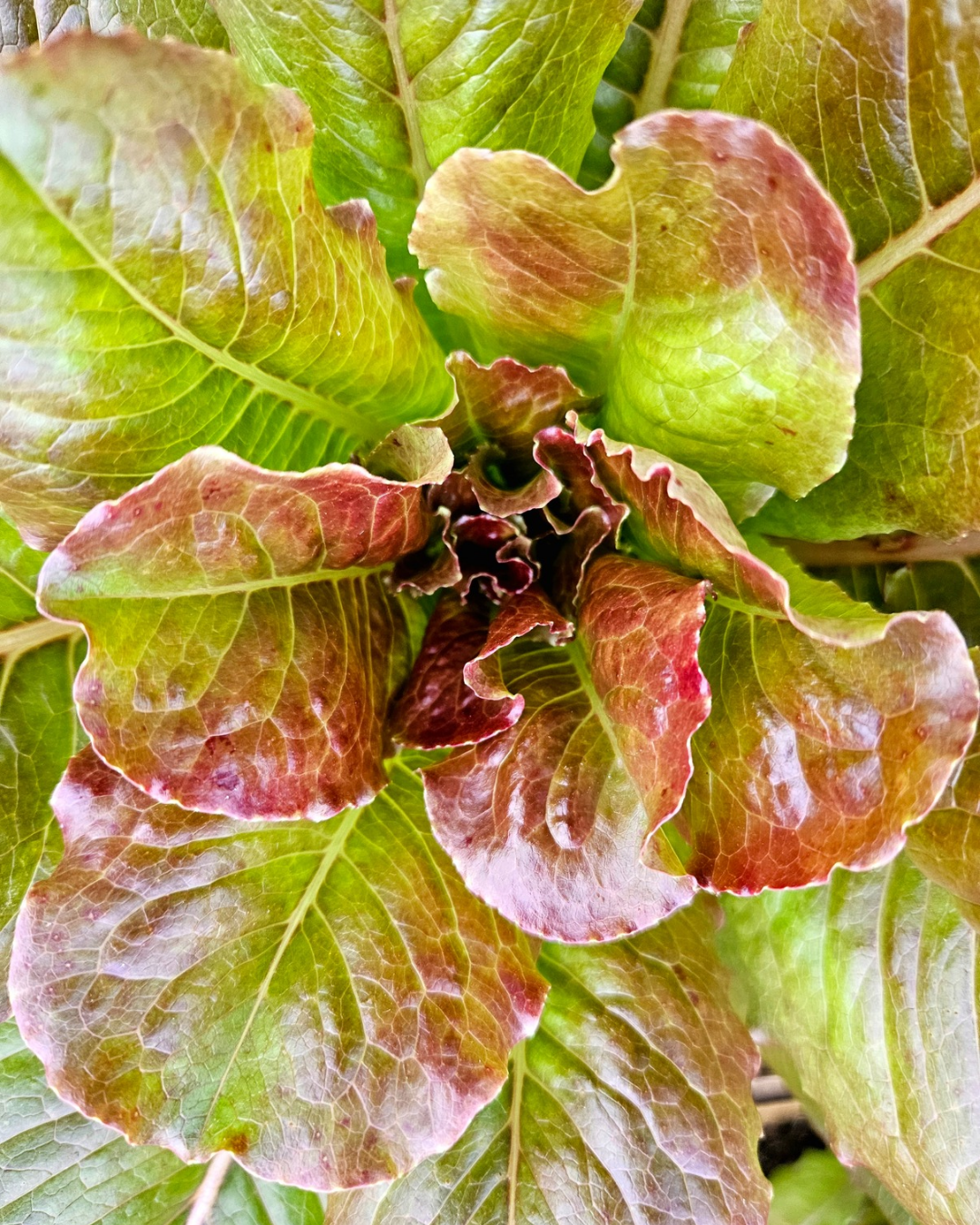 Lettuce - Rouge d'Hiver