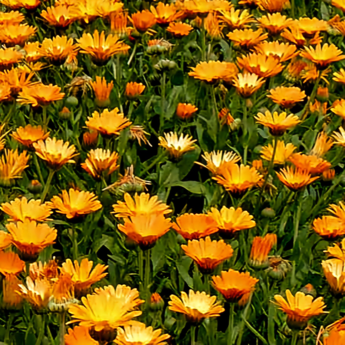 Calendula