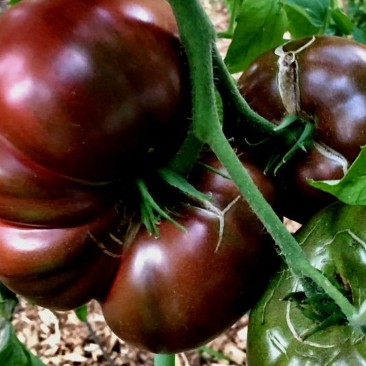 Tomato - Cherokee Purple