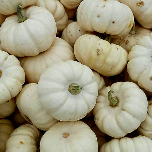 Pumpkin - Valenciano