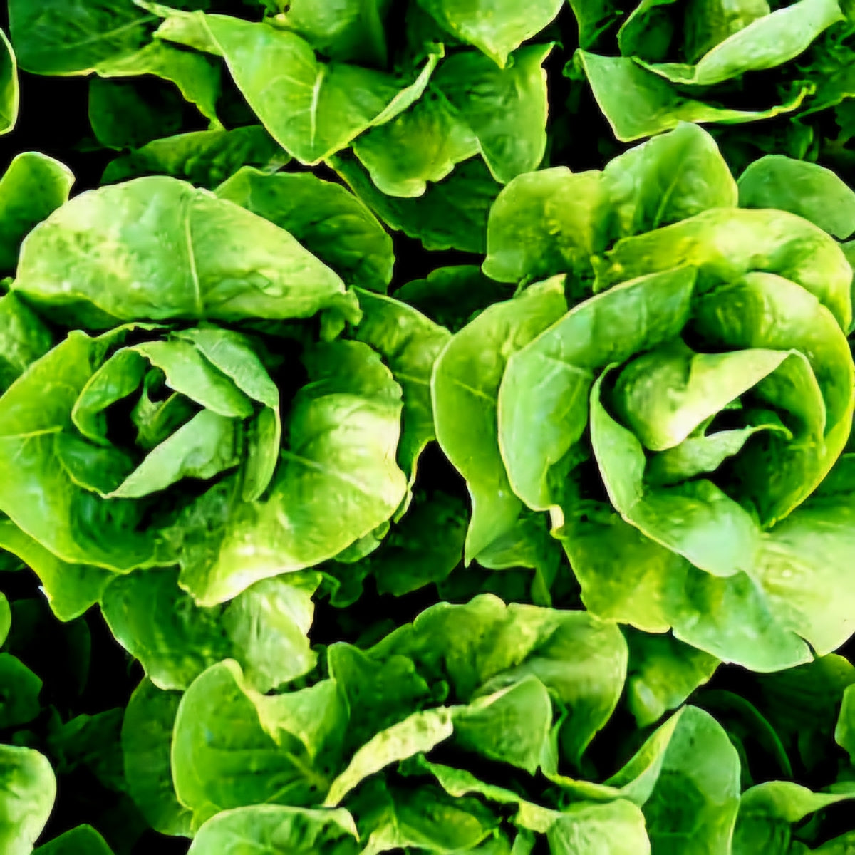 Lettuce - Parris Island Cos