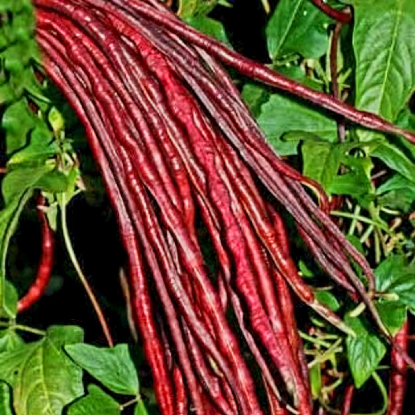 Pole Bean - Red Noodle
