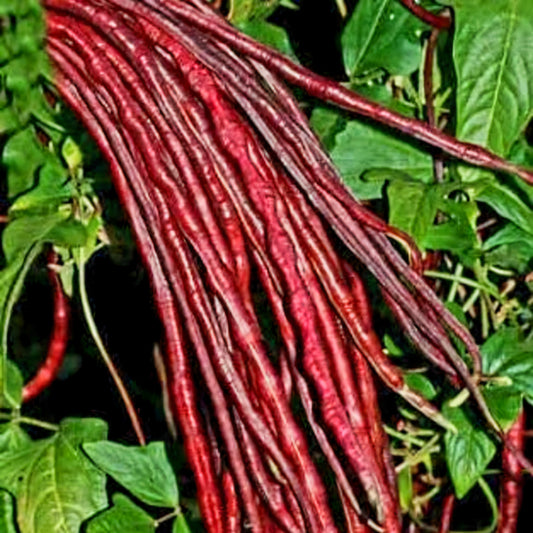 Pole Bean - Red Noodle