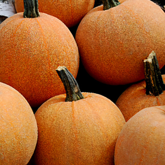 Pumpkin - Winter Luxury