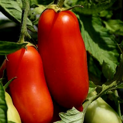 Tomato - San Marzano