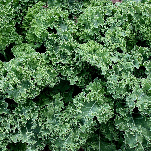 Kale