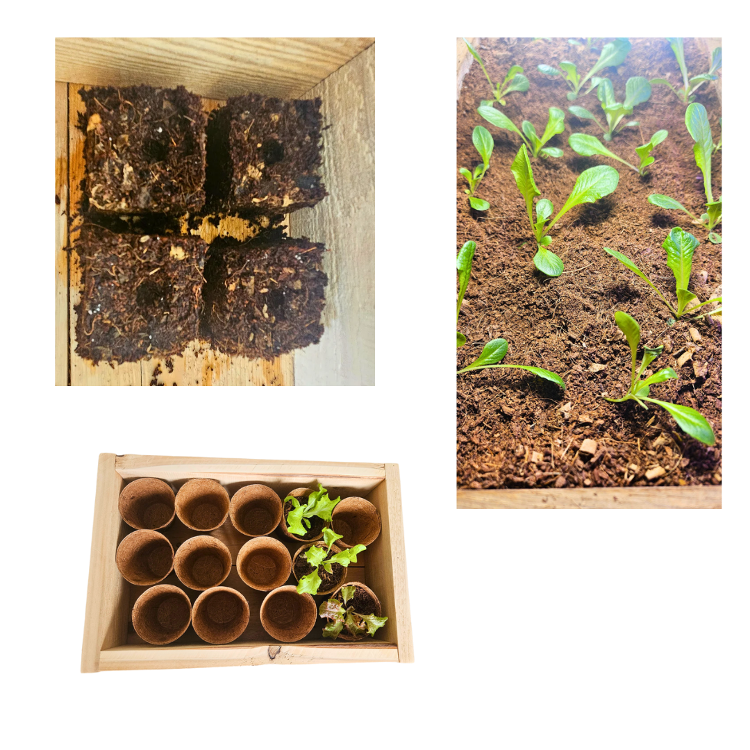 White Cedar Seed Starting Trays