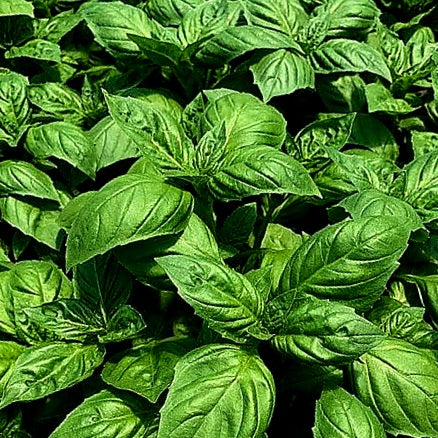 Basil