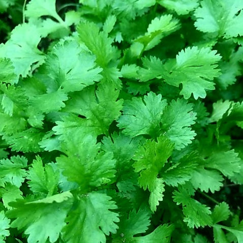 Cilantro