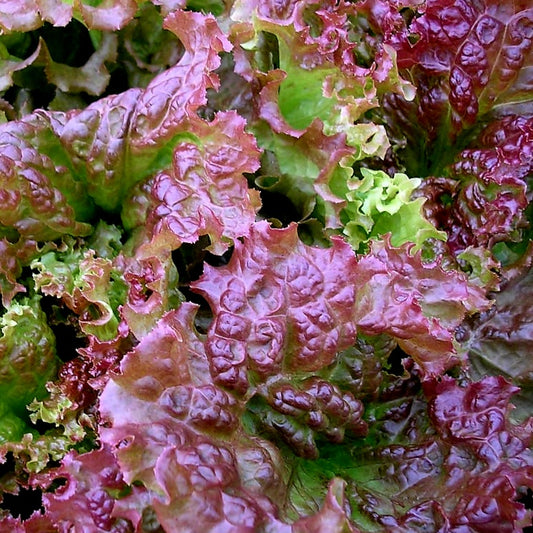 Leaf Lettuce - Red