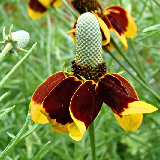 Prairie Coneflower