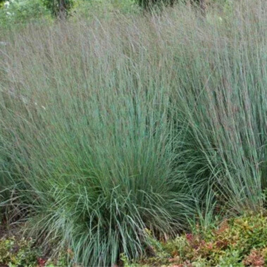 Little Bluestem