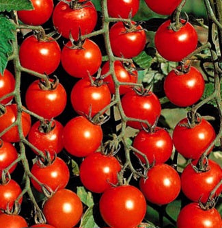 Tomato - Cherry - Red