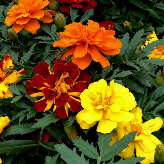 Marigold