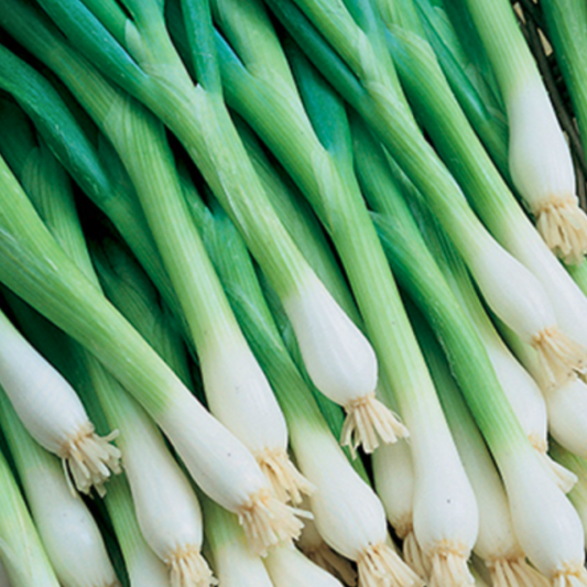 Onion - Tokyo Long White
