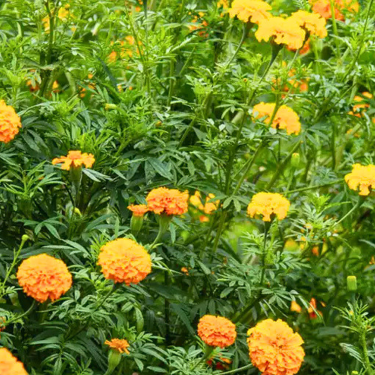 Marigold - Crackerjack