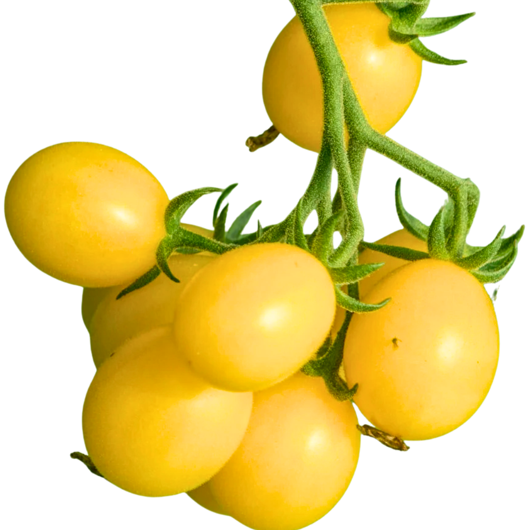 Tomato - White Rabbit Cherry