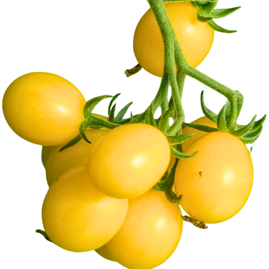 Tomato - White Rabbit Cherry