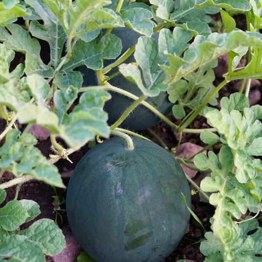 Blacktail Mountain Watermelon