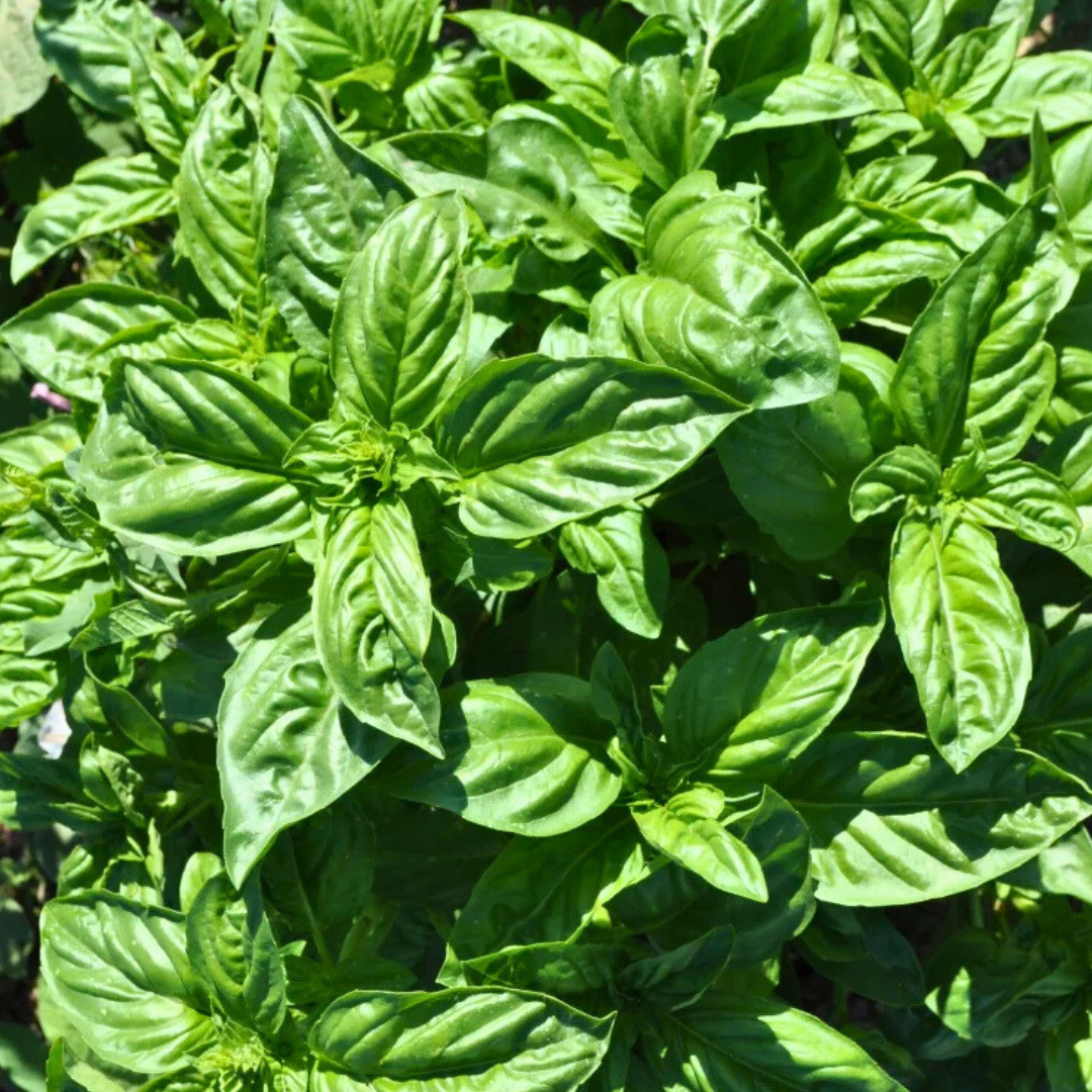 Basil - Genovese
