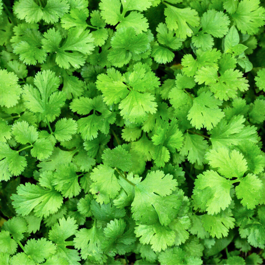 Cilantro - Santo