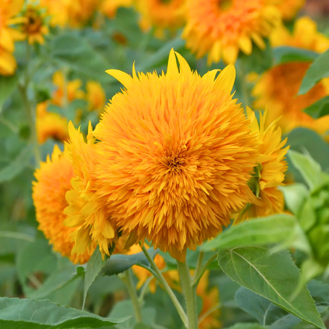 Sunflower - Teddy Bear