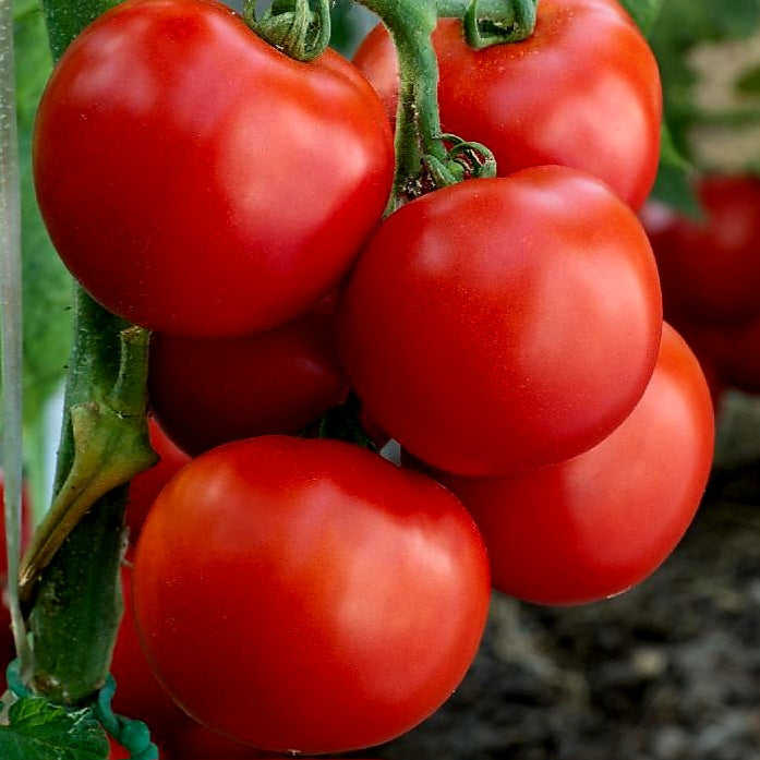 Tomato - Bush - Red