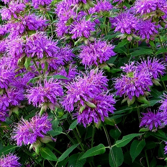 Bee Balm