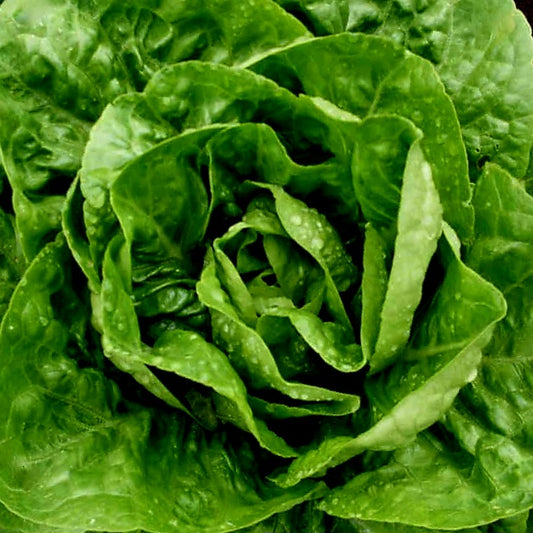 Romaine Lettuce