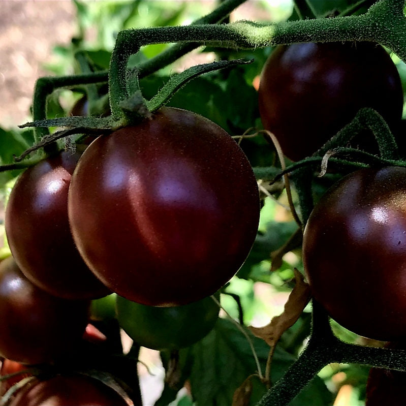 Tomato - Cherry - Purple