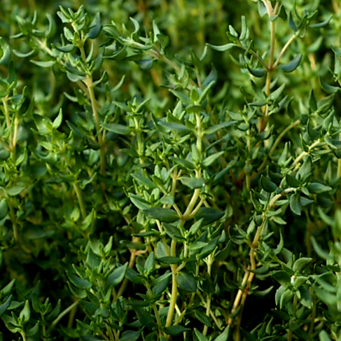 Thyme