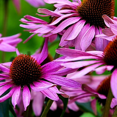 Echinacea