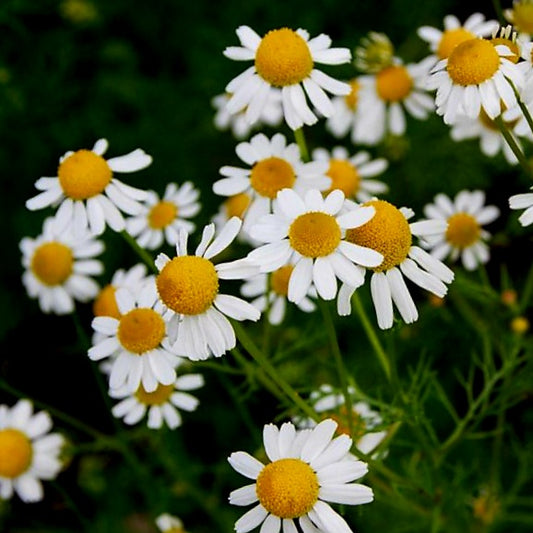 Chamomile