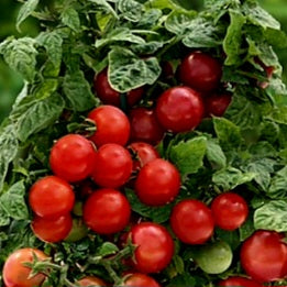 Tomato - Dwarf Cherry - Red